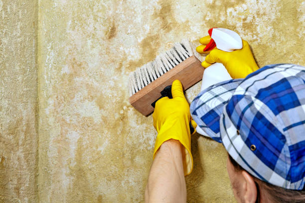 Mold Removal for HVAC Installations