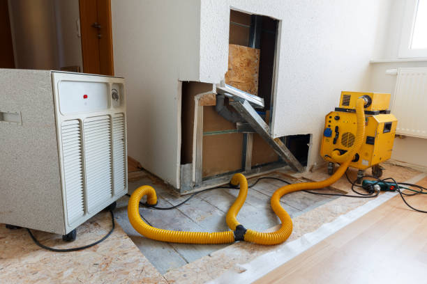 Trusted Oakville, MO Mold Removal Experts