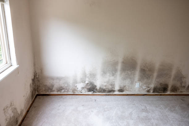 Best Commercial Mold Inspection  in Oakville, MO